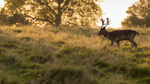Deer at Petworth